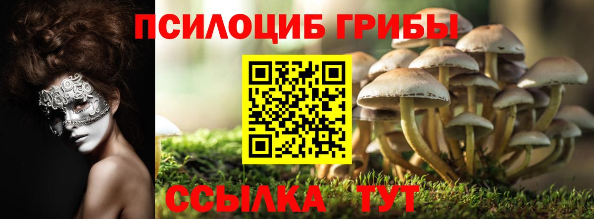 Псилоцибиновые грибы Cubensis  Вход с VPN  Каменск-Шахтинский 